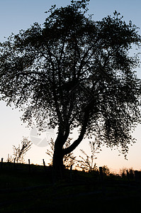 日落时一棵树的轮光 收成紧图片