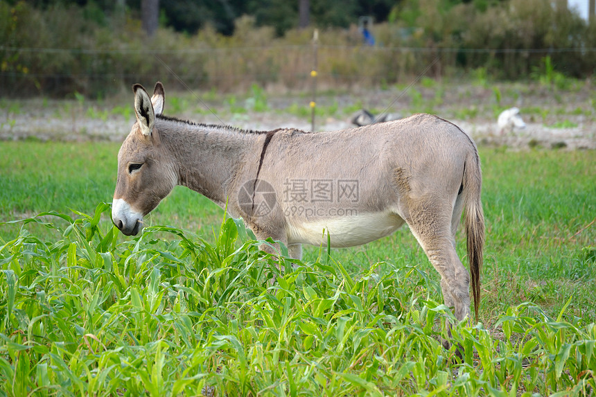 布雷草地的巴克斯金·唐克图片