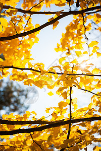 太阳光照亮树枝 有黄色叶子 紧闭植物学植物树叶蓝色草本植物天空金子季节医疗太阳图片