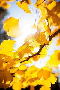 太阳光照亮树枝 有黄色叶子 紧闭草本植物植物学药物太阳植物金子蓝色医疗药品树叶图片