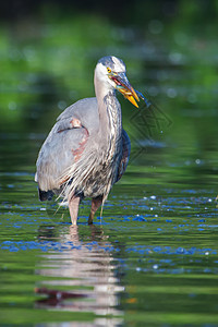 软焦点大蓝海隆捕捉动物荒野猎物捕食者食物池塘蓝色野生动物水鸟羽毛图片