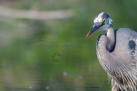 大蓝海隆捕捞池塘羽毛荒野水鸟食物野生动物鸟类蓝色捕食者钓鱼图片