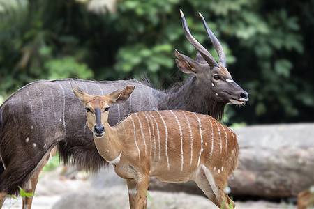 Nyala 男女对等图片