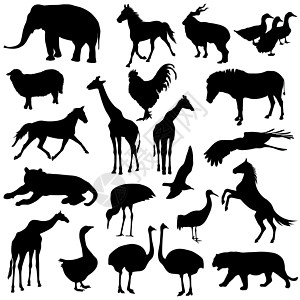 在白后腹骨上采集动物的动物群 黑色环影收藏野生动物哺乳动物荒野爬虫数字鸵鸟山羊苍鹭老虎图片