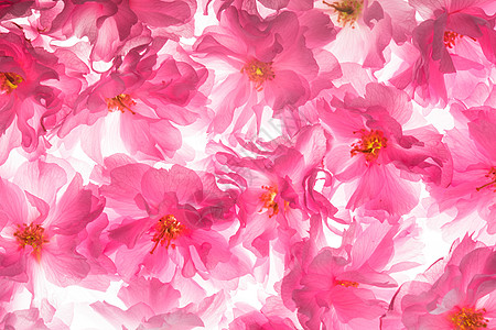 萨库拉图案花园樱花植物学植物场地婚礼花瓣脆弱性宏观季节图片