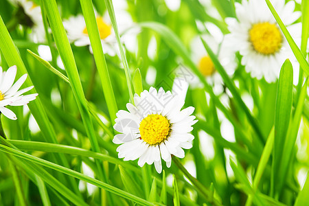 绿草和菊花边界雏菊野花季节植物群植物场地洋甘菊花园草地图片