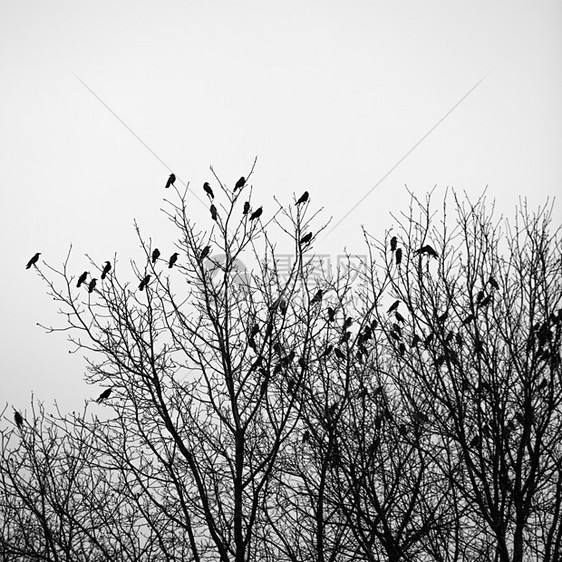 树上的乌鸦死亡树木鸟类掠夺天气荒野飞行公园阴影森林图片
