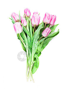 粉色郁金香分离花束礼物植物花瓣植物群花朵美丽叶子展示紫色图片
