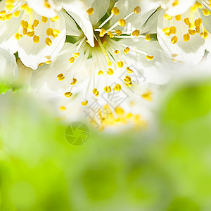 春季bokeh植物学花瓣公园生长季节花园李子背景树叶植物群图片