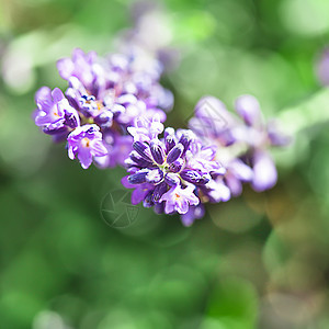 蓝菜花花草本植物植物学背景药品场地生长宏观植物紫丁香芳香图片