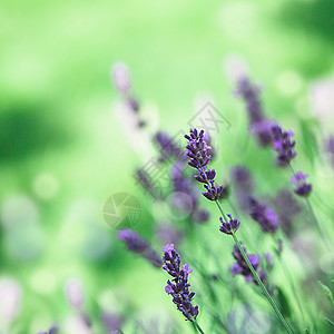 蓝菜花花场地生长背景衬套芳香蓝色宏观植物学薰衣草紫色图片