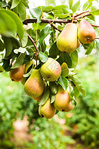 树上的梨子收成水果生长食物果园植物花园农场园艺季节图片