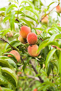 树上的桃子水果花园园艺叶子树叶农场橙子饮食植物收成图片