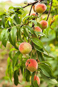 树上的桃子橙子树叶果园生长叶子植物营养饮食食物园艺图片