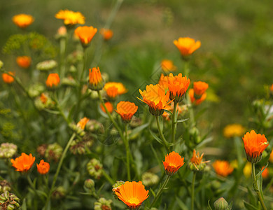 花朵场地药品树叶植物花园金子橙子雏菊金盏花季节图片