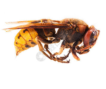 白色的蜜蜂昆虫夹克漏洞野生动物翅膀荒野宏观养蜂业工人天线图片