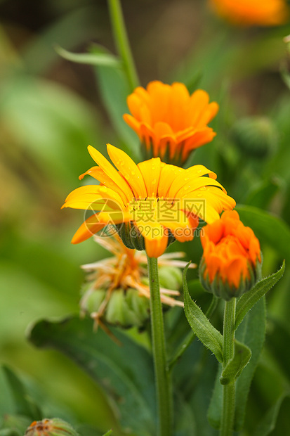 花朵美丽药品康复金盏花园艺橙子树叶植物草本植物草地图片