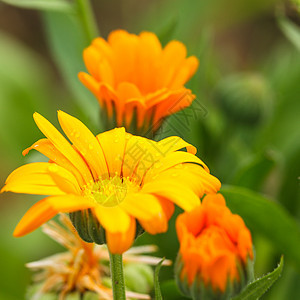 花朵植物金盏花金子场地美丽草本植物叶子康复花瓣树叶图片