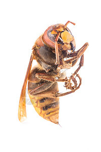 白色的蜜蜂野生动物荒野养蜂业身体怪物昆虫学昆虫工人漏洞探者图片