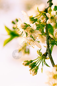 春季bokeh花瓣树叶植物李子太阳植物学生活公园生长宏观图片