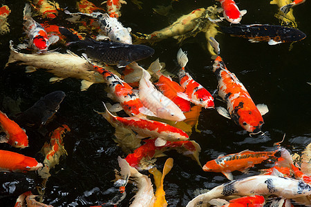 鱼游泳橙子配种营养鲤鱼动物群栖息地钓鱼闲暇池塘收成图片