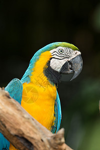 Macaws 鹦鹉观鸟栖息野生动物翅膀荒野金刚鹦鹉图片