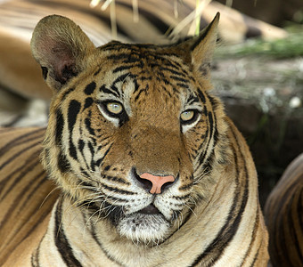 老虎和猫老虎荒野野猫动物眼睛危险猫科食肉条纹捕食者侵略背景