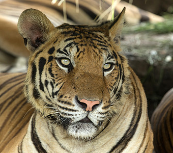 老虎荒野野猫动物眼睛危险猫科食肉条纹捕食者侵略图片
