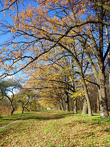 秋季背景森林环境乡村绿色树木红色阳光公园棕色活力图片