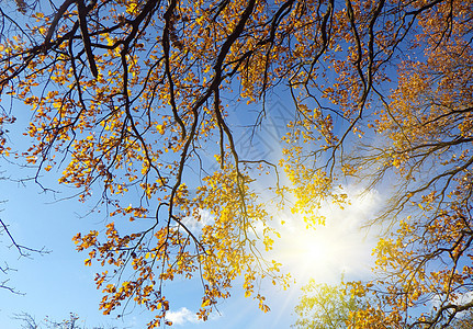 秋季背景植物乡村叶子绿色森林环境棕色树木季节公园图片