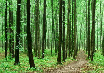 森林环境叶子木头射线日光分支机构季节公园风景途径图片