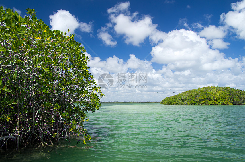 海上红树林海岸线海景沼泽海岸天空气候丛林森林植被叶子图片