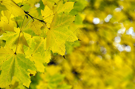 秋季假期黄色橙子红色乡村活力棕色植物绿色风景公园图片