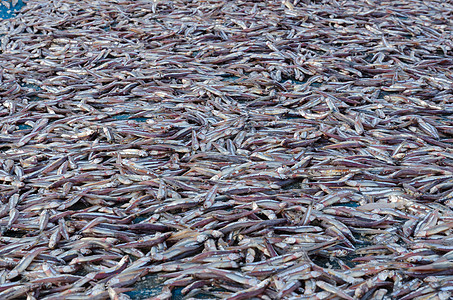 干枯的鱼尾海鲜动物饮食小鱼美食食物图片