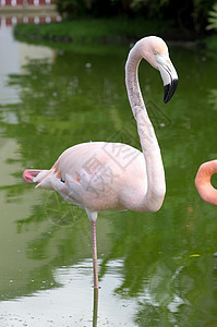 火烈鸟玫瑰粉色鸟类异国黑色翅膀情调动物白色热带图片