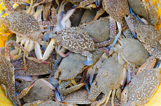 新鲜蓝蟹市场餐厅饮食库存条款青蟹海鲜渔业职业小钓图片