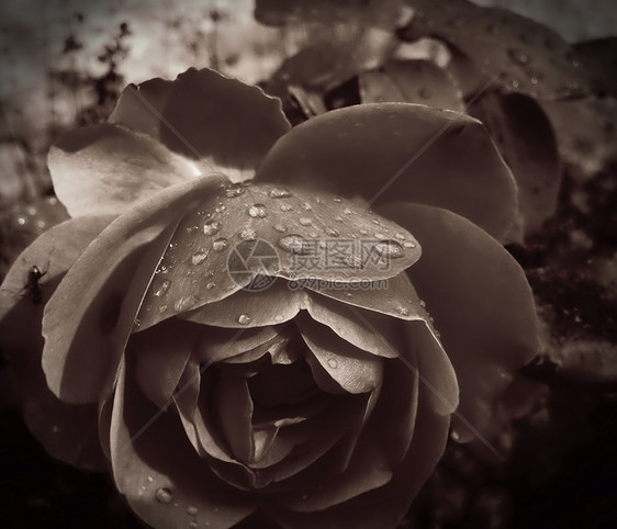 黑玫瑰水滴玫瑰黑色白色图片