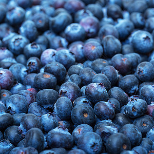 新鲜采摘的蓝莓覆盆子浆果圆形农业水果食物蓝色背景图片