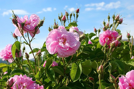 花园美丽的粉色玫瑰花束场地花瓣蓝色花坛植物展示荒野生活季节图片