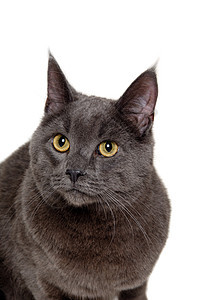 白色背景上的灰猫脸猫咪动物宠物猫科动物图片