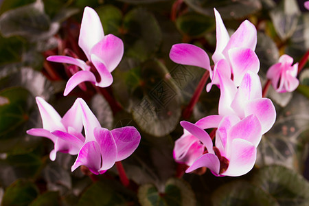 烟花紫色粉色篝火花瓣白色花朵绿色园艺植物红色图片