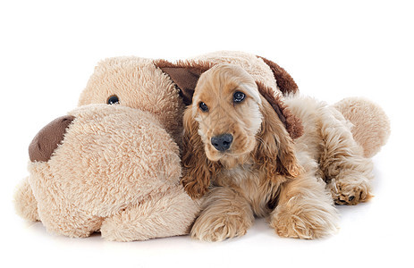 小狗小鸡皮和玩具动物工作室宠物棕色猎犬朋友们白色睡眠犬类背景图片