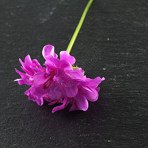 杰拉纽宏观绿色红色叶子蓝色粉色植物花朵花园双色图片