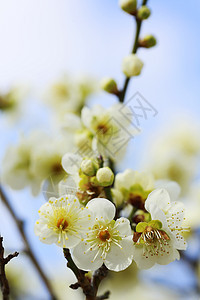 UME 日本羽花花瓣公园樱花植物群旅行庆典梅花白色天空蓝色图片
