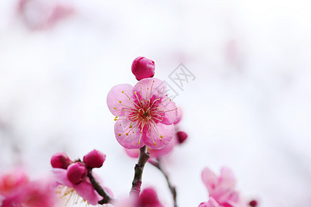UME 日本羽花樱花天空梅花白色粉色公园花瓣旅行李子植物群图片