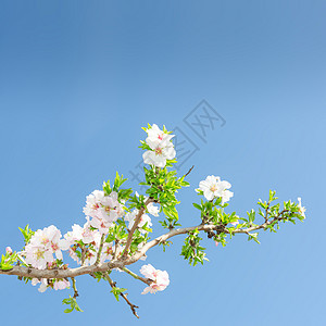 苹果树对春蓝天空的单一开花枝图片