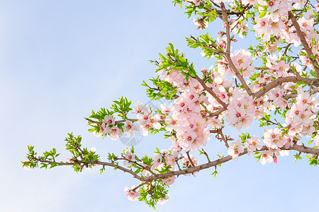 粉红春花樱花树枝图片