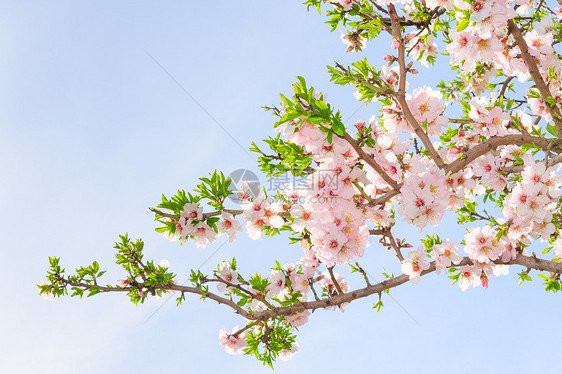 粉红春花樱花树枝图片