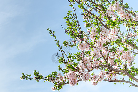 盛开的春花杏树 配有鲜花和叶子图片