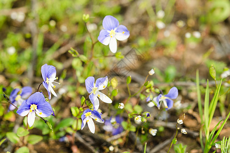 阳光光照耀的草原上的小春月蓝花图片